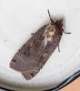 Noctua pronuba